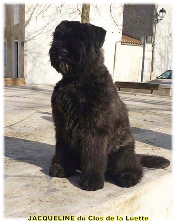 JACQUELINE du Clos de la Luette &copy; Copyright d&eacute;pose